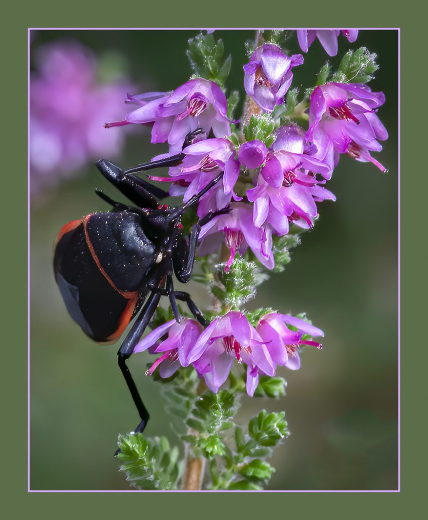 California Beetle In Scottish Heather - Richard Handler